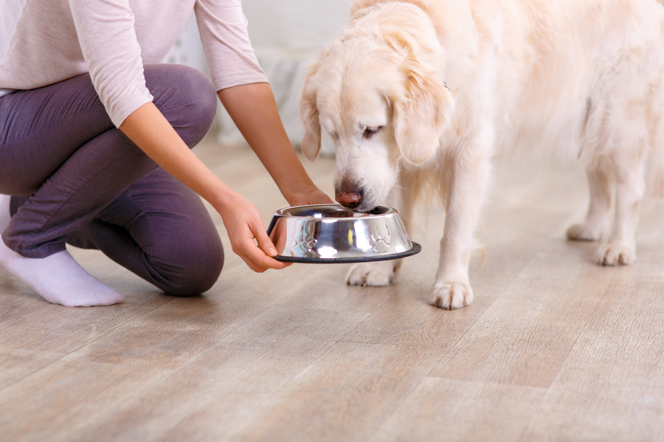 Beyond the Bowl: Better Living for Your Best Friend