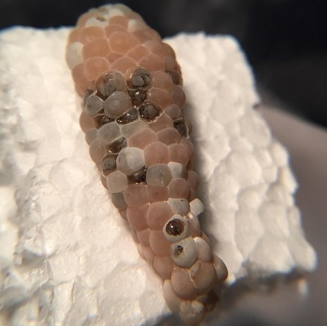 Decoding The Timeline: How Long Do Mystery Snail Eggs Take To Hatch